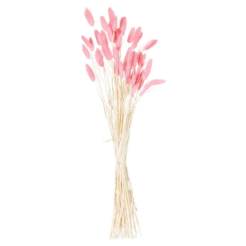 A bunch of dried pale pink bunny tail flowers arranged against a white background.