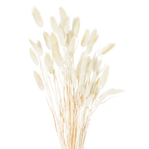 A bunch of dried natural bunny tail flowers with light beige spikelets against a white background.