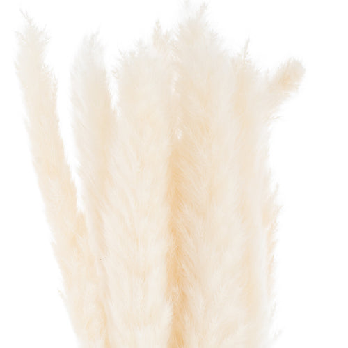 A bunch of mini white pampas grass stems with delicate plumes against a white background.