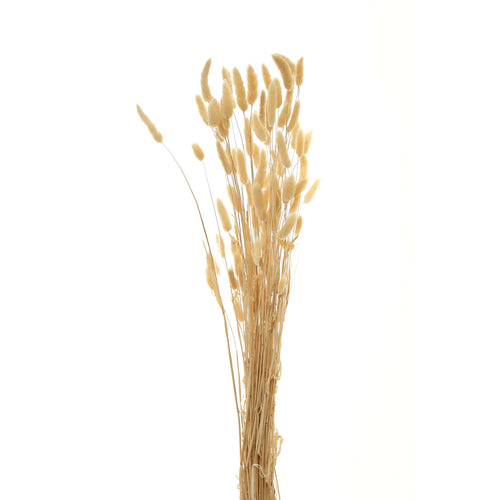 A single stem of dried bunny tail grass with a fluffy plume against a white background.