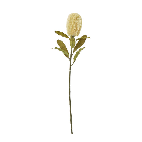 A artificial cream-colored banksia serrata stem with green foliage on a white background.