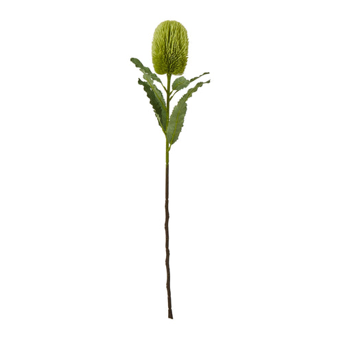 A single artificial green Banksia Serrata stem with a cone-shaped bloom and textured leaves against a white background.