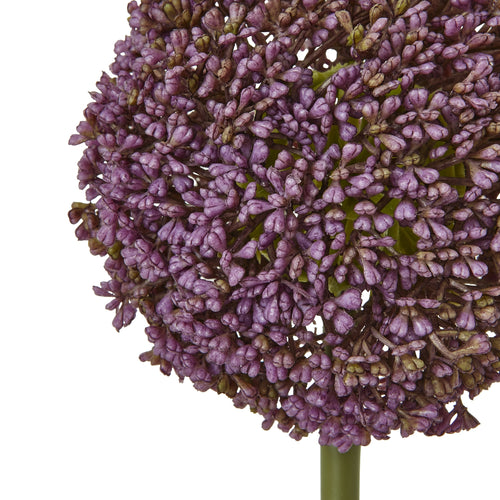 Purple Allium Stem - Close Up View