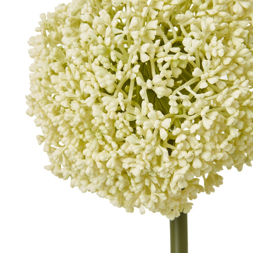 Cream Allium Stem. - Close Up View