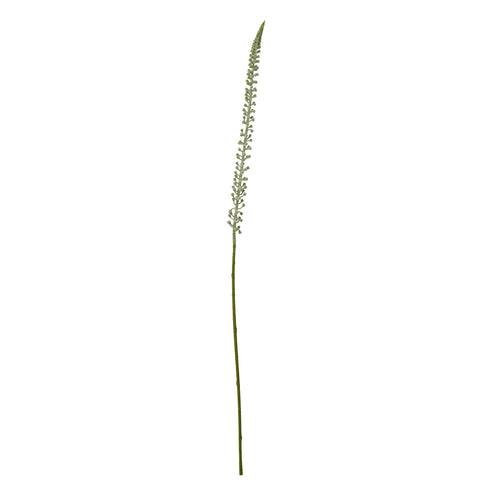 A single white Eremurus stem, also known as Foxtail Lily, with slender foliage and delicate florets cascading downwards.