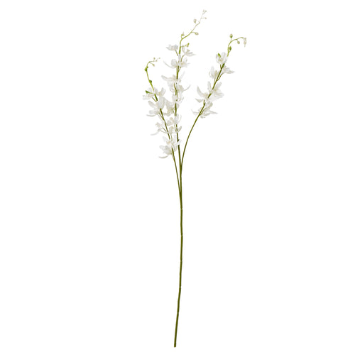 A single stem of a white cymbidium orchid against a white background.
