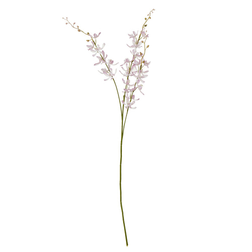 A single stem of a lilac cymbidium orchid with delicate lavender-hued petals against a white background.