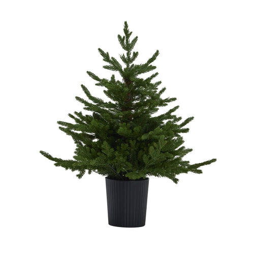 Potted Christmas tree on a white background