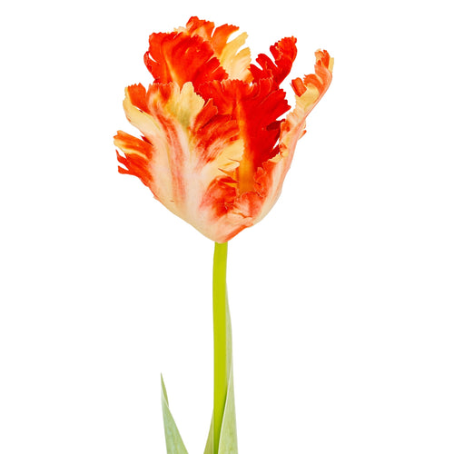 Single tulip with orange and red petals on a white background