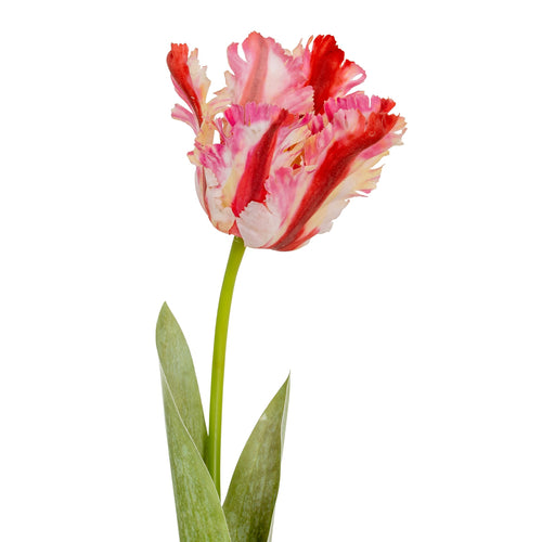 Single red and pink tulip with green stem on a white background