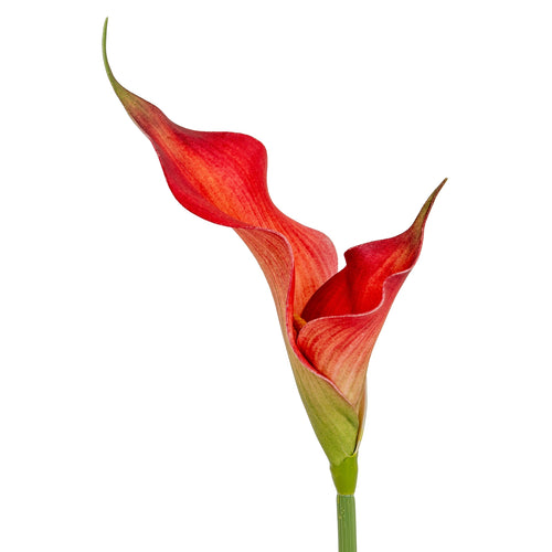 Red calla lily flower on a white background