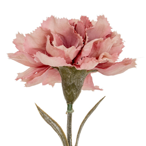 Pink carnation flower on a white background