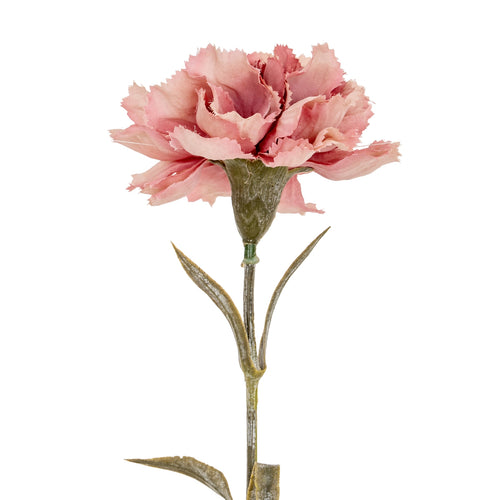 Pink carnation flower on a white background