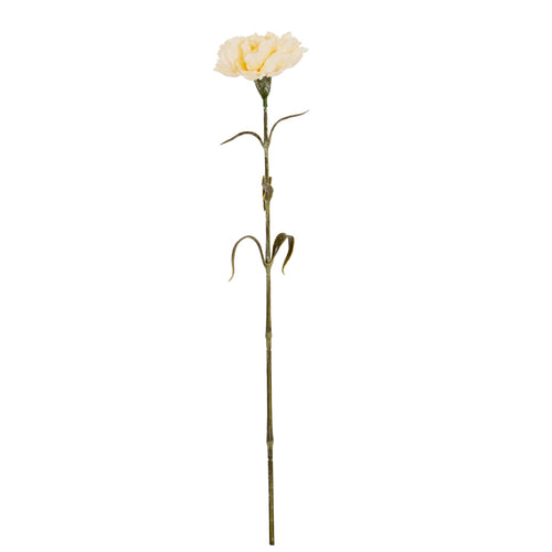 Single white rose on a white background