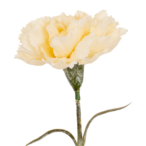 Single cream-colored carnation flower on a white background