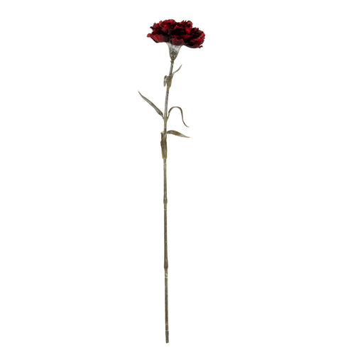 Single red carnation on a white background