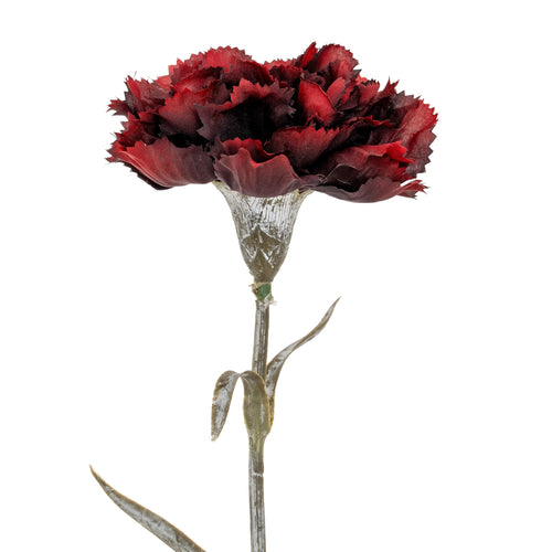 Single red carnation flower on a white background