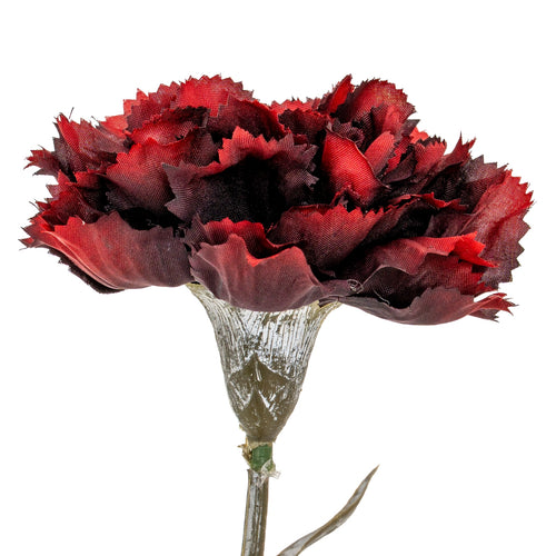 Red carnation flower on a white background
