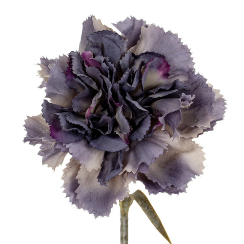 Purple and white carnation flower on a white background