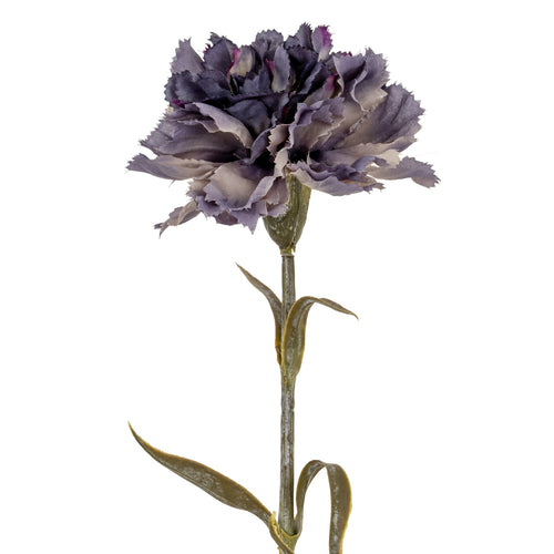 Purple carnation flower on a white background