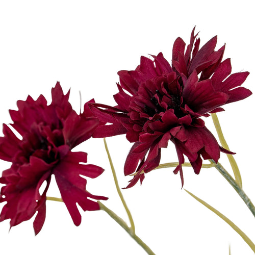 Two red flowers on a white background